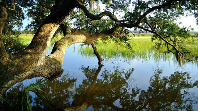 Tree leaning water sky grassy free wallpaper - medium preview image