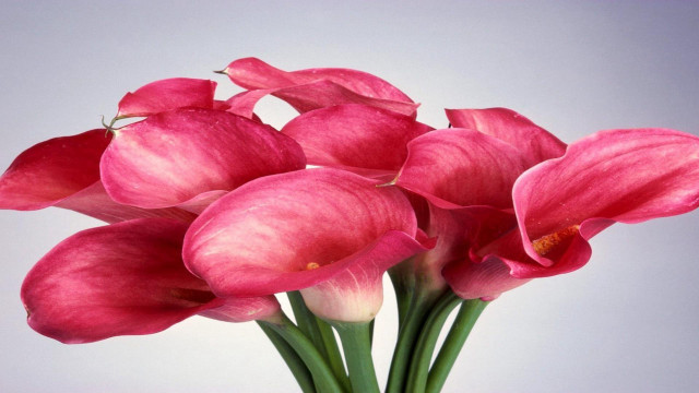 Vase filled pink flowers table #2 free wallpaper - medium preview image