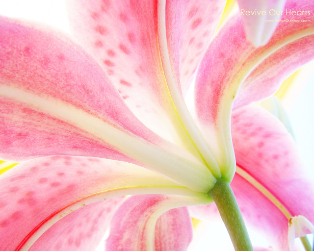 Pink flower white tips green #2 free wallpaper - medium preview image
