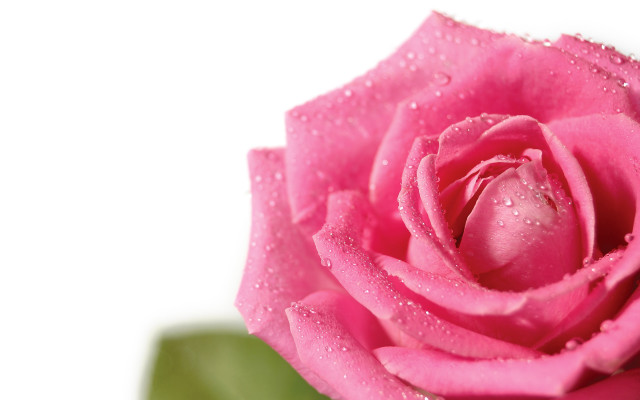 Pink rose water droplets macro #31 free wallpaper - medium preview image