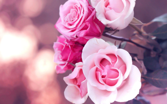 Pink roses vase table blurry free wallpaper - medium preview image