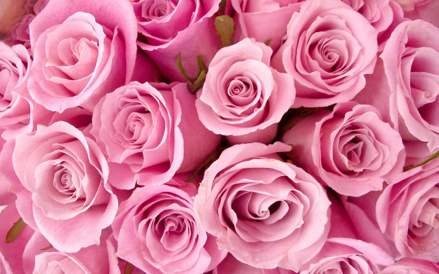 Pink roses bouquet wilting romantic free wallpaper - medium preview image