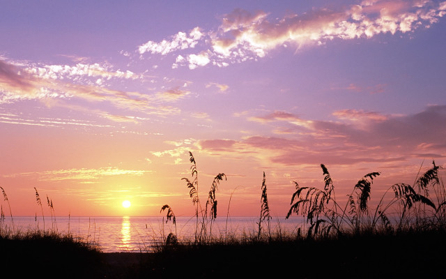 Sunset ocean tall grass orange free wallpaper - medium preview image
