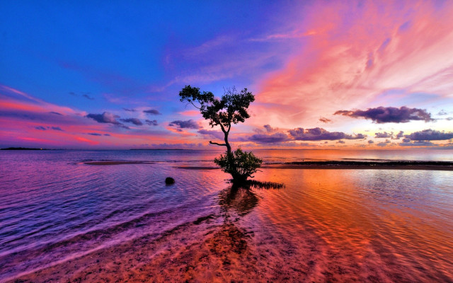 Tree water sunset puzzle mystical free wallpaper for desktop - medium preview image