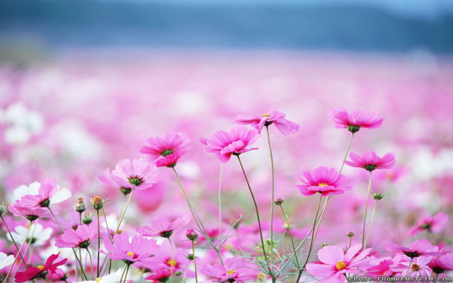 Pink flowers sky blue clouds #3 free wallpaper - medium preview image