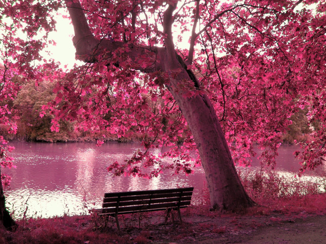 Bench under tree lake pink free wallpaper - medium preview image