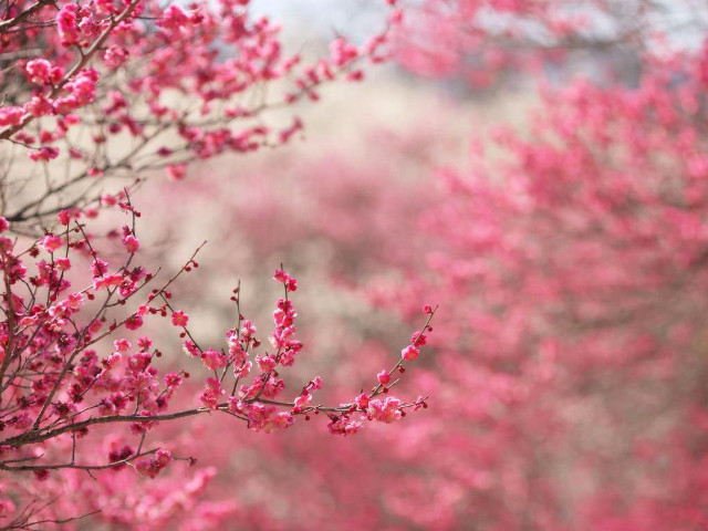 Pink sakura blossoms branch outdoors free wallpaper - medium preview image