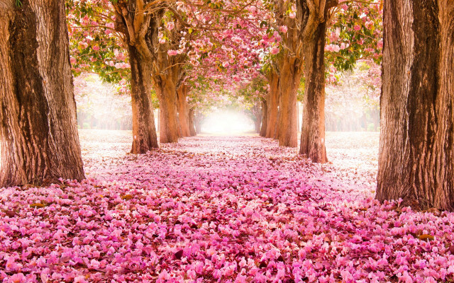 Pink flower pathway dreamlike spring free wallpaper - medium preview image