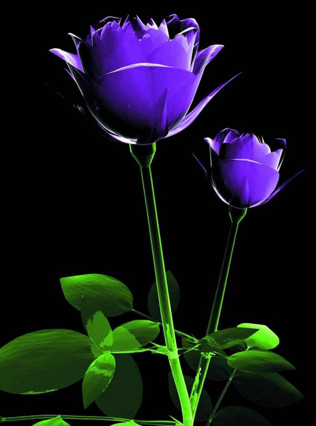Purple flowers green planter leaf free wallpaper - medium preview image