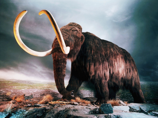 Woolly mammoth rocky area cloudy free wallpaper - medium preview image