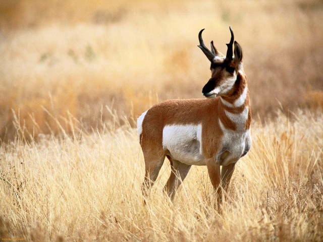 Gazelle standing tallgrass headside eyesopen free wallpaper - medium preview image