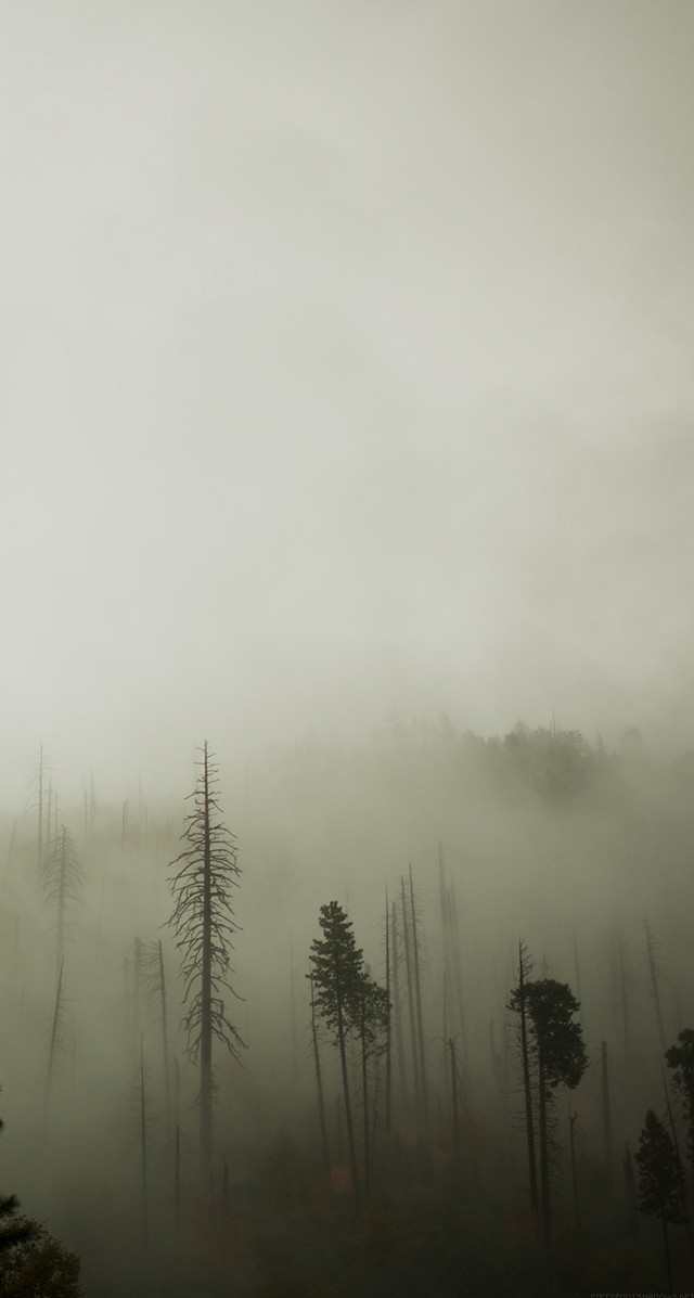 Foggy forest bird flying trees free wallpaper - medium preview image