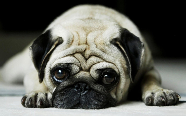 Small pug dog sad white free wallpaper - medium preview image