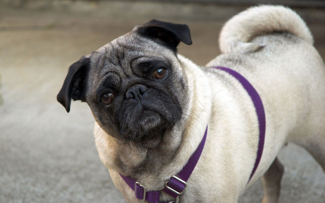 Pug purple collar sad face #2 free wallpaper - medium preview image