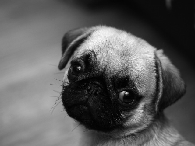 Small pug sad looking up free wallpaper - medium preview image