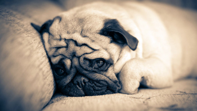 Pug dog laying couch head free wallpaper - medium preview image