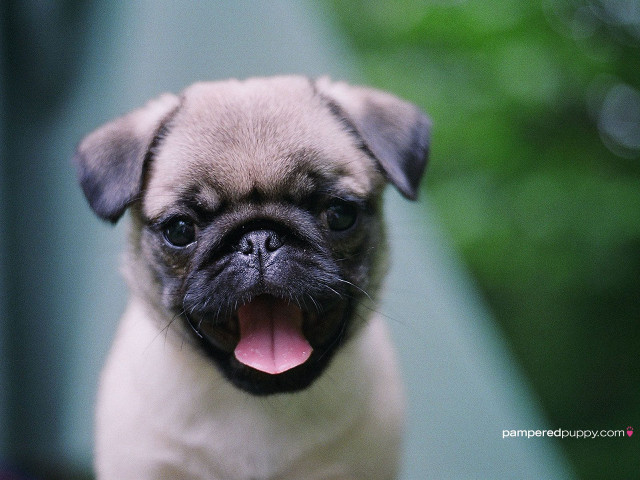 Small pug dog tongue out free wallpaper - medium preview image