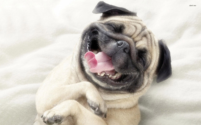 Small dog bed tongue out #3 free wallpaper - medium preview image