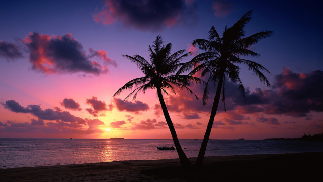 Palm trees beach sunset sky free wallpaper - medium preview image