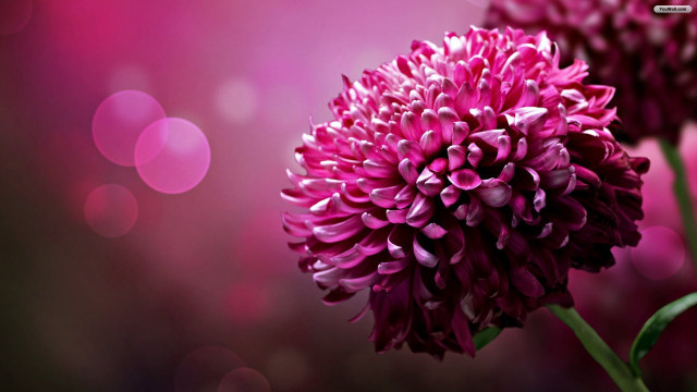 Flower bokeh macro leaf sun free wallpaper - medium preview image