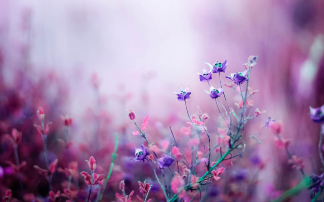Purple flowers grass blurry background #6 free wallpaper - medium preview image