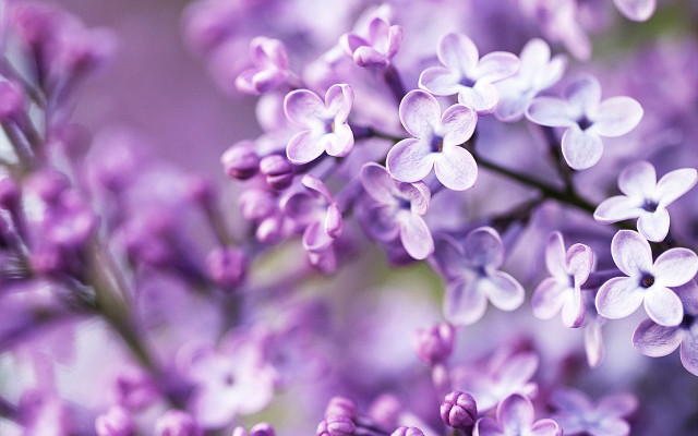 Purple flower closeup macro blurry free wallpaper - medium preview image