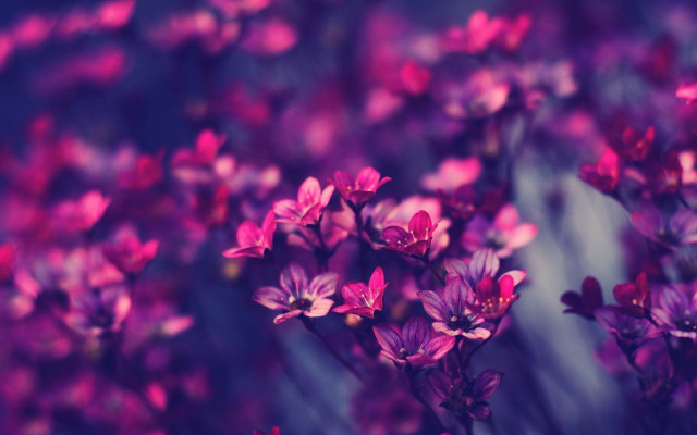 Purple flowers grass blurry background #5 free wallpaper - medium preview image