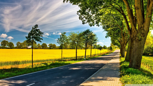 Road fence trees field yellow free wallpaper - medium preview image