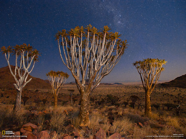 Trees desert night sky stars free wallpaper - medium preview image