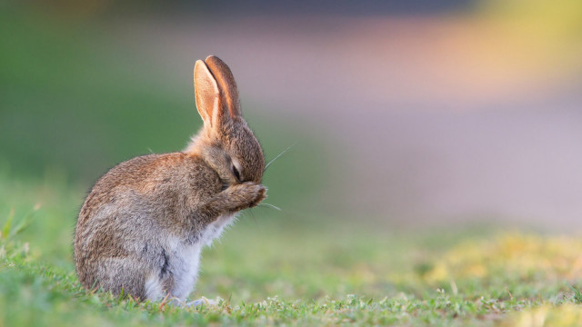Rabbit sitting grass head up free wallpaper - medium preview image
