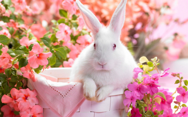 White rabbit basket pink flowers #4 free wallpaper - medium preview image
