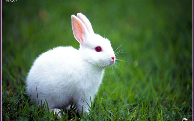 White rabbit grass looking camera #2 free wallpaper - medium preview image