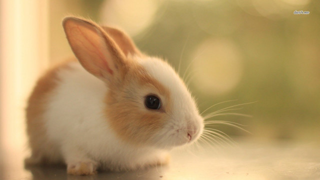 Small rabbit table window sill #2 free wallpaper - medium preview image