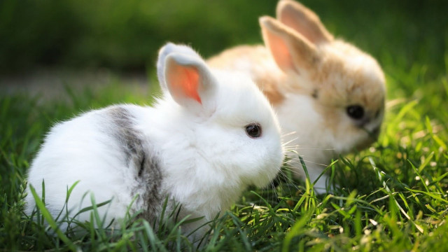 Two rabbits sitting in the free wallpaper - medium preview image