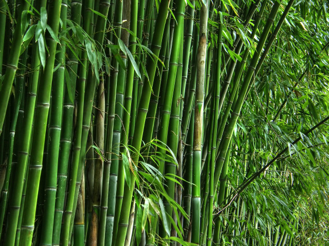 Bamboo tree green leaves path free wallpaper - medium preview image