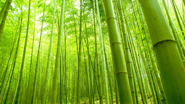 Bamboo forest green trees path free wallpaper - medium preview image