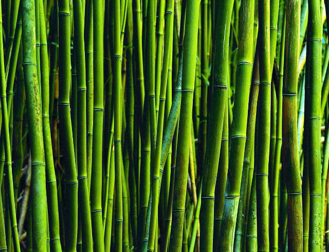 Bamboo sticks stacked row ground free wallpaper - medium preview image