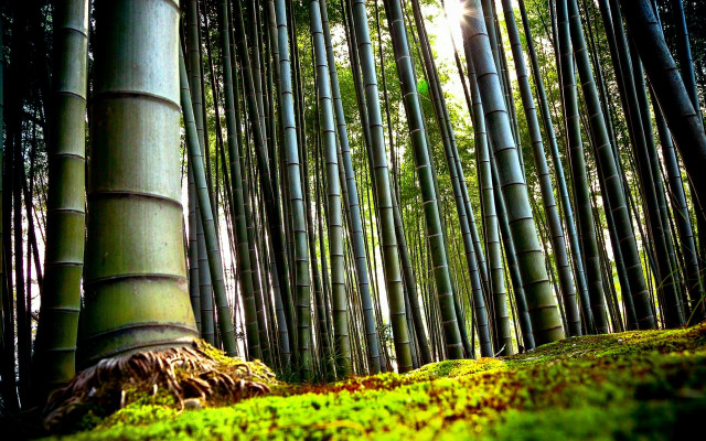 Trees grass sunlight green nature free wallpaper - medium preview image