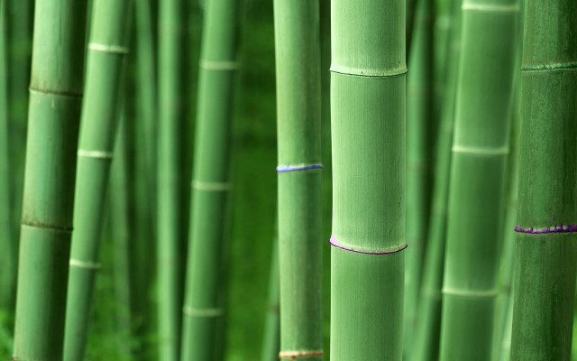 Bamboo forest green grass purple free wallpaper - medium preview image