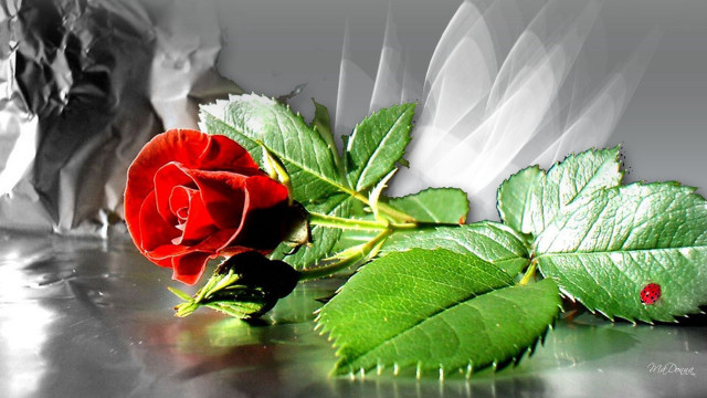 Red rose ladybug shiny surface free wallpaper - medium preview image