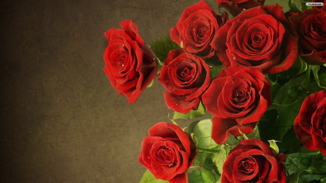 Red roses vase table brown free wallpaper - medium preview image