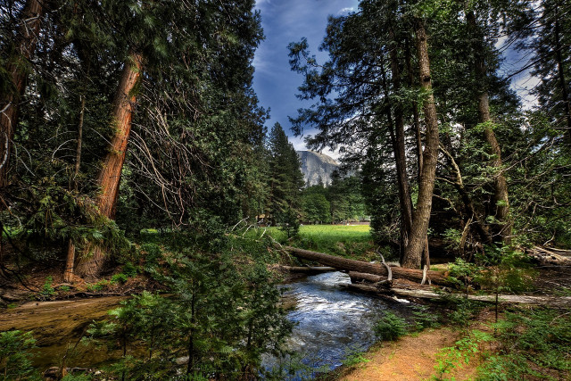 Stream forest trees grass sunny free wallpaper - medium preview image