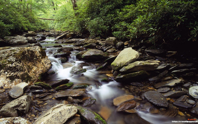 Stream lush forest rocks trees #2 free wallpaper - medium preview image