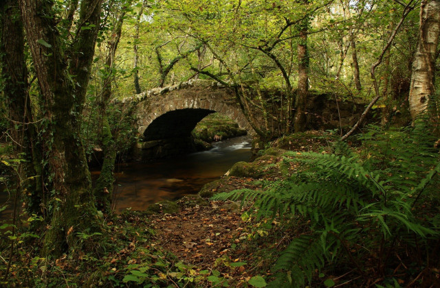 Small bridge forest stream trees free wallpaper - medium preview image