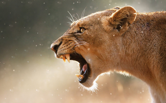 Lion mouth open wide open #2 free wallpaper - medium preview image