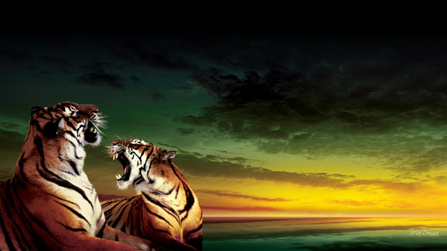 Tigers sunset rock water cloudy free wallpaper - medium preview image