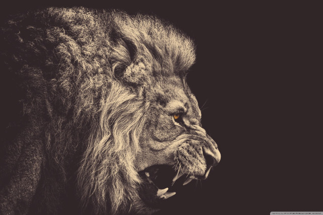 Lion mouth open wide open free wallpaper - medium preview image
