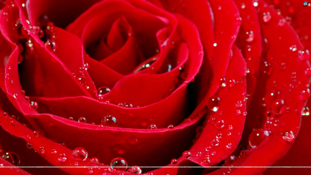 Red rose waterdroplets silverframe romantic free wallpaper - medium preview image