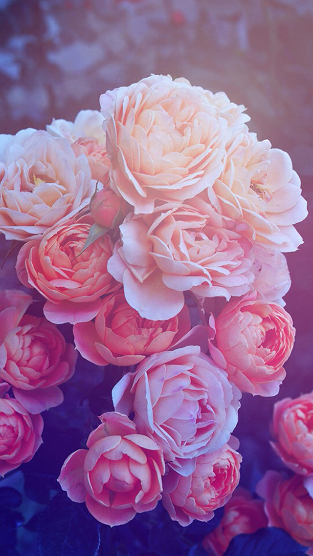 Pink flowers vase table blue #2 free wallpaper - medium preview image