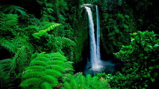 Waterfall lush green plants trees free wallpaper - medium preview image